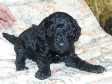ミニチュアプードル【青森県・女の子・2012年5月17日・ブラック】の写真「」