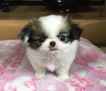 狆(チン)【青森県・女の子・2018年2月1日・赤白】の写真「ちっちゃい茶狆の女の子」