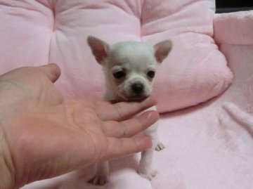 チワワ(スムース)【青森県・男の子・2014年10月8日・クリーム(アイボリー)&ホワイト】の写真「白い天使ちゃん♪クリスマスセール中です。」