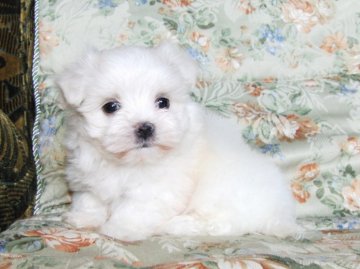 マルチーズ【青森県・男の子・2012年5月16日・ホワイト】の写真「」