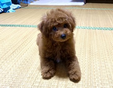 ミニチュアプードル【青森県・女の子・2020年10月3日・レッド】の写真「5〜8キロのプードル です。」