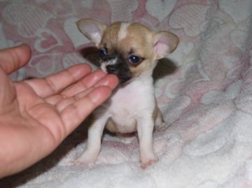 チワワ(スムース)【青森県・男の子・2013年7月8日・フォーン、ホワイトマーキング】の写真「2004年日本一のスムースの血を色濃く引いています。」