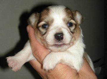 チワワ(ロング)【青森県・女の子・2012年3月23日・フォーン＆ホワイト】の写真「」