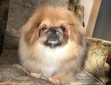 ペキニーズ【青森県・男の子・2021年9月3日・レッドフォーン】の写真「むっちり可愛い💕子です。」