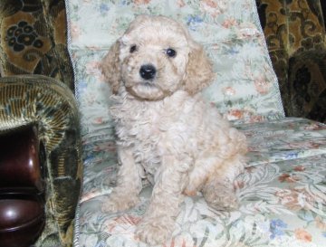 ミディアムプードル【青森県・女の子・2012年4月21日・クリーム】の写真「」