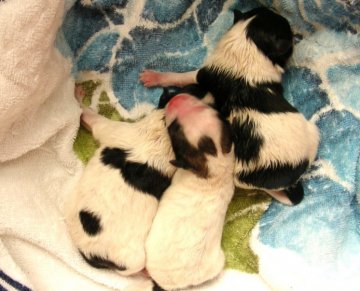 ポメラニアン【青森県・女の子・2012年4月9日・ブラック&ホワイト】の写真「」