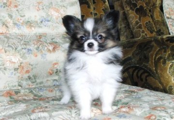 パピヨン【青森県・女の子・2012年5月15日・ブラウン&ホワイト】の写真「」