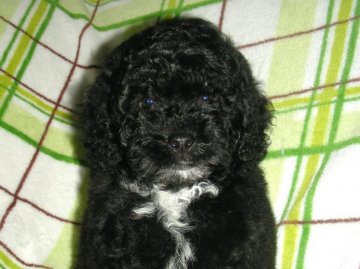 ミニチュアプードル【青森県・男の子・2011年4月6日・ブラック】の写真「」