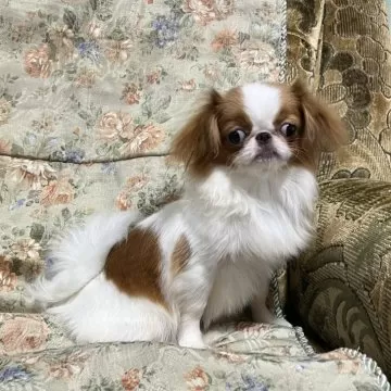 dog_img_1_thumb_mob_eea758dc12