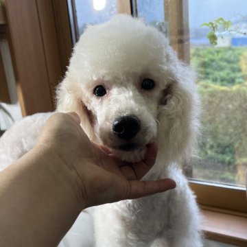 ミディアムプードル【青森県・女の子・2023年12月9日・ペールフォーン(ホワイトになりました)】の写真「訳あり格安でお譲りします。」
