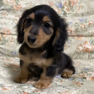 カニンヘンダックスフンド(ロング)【青森県・男の子・2023年10月18日・ブラックタン】の写真「可愛い男の子」