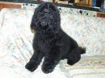 ミディアムプードル【青森県・女の子・2012年4月21日・ブラック】の写真「」