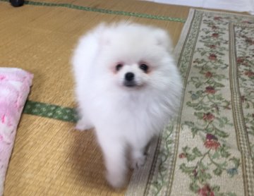 ポメラニアン【青森県・女の子・2018年2月17日・アイボリーホワイト】の写真「白いチビちゃん」