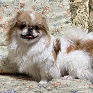 ペキニーズ【青森県・男の子・2022年1月2日・レッド&ホワイト】の写真「明るく活発な子です。」