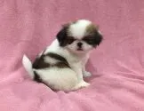 狆(チン)【青森県・女の子・2018年1月7日・赤白】の写真1