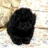 トイプードル(ティーカップ)