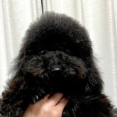 ミニチュアプードル