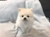 ポメラニアン【青森県・男の子・2021年12月24日・クリーム】の写真2