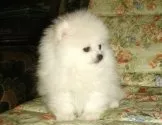 ポメラニアン【青森県・男の子・2011年9月14日・ホワイト】の写真2