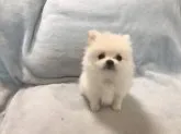 ポメラニアン【青森県・男の子・2021年12月24日・クリーム】の写真3