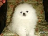 ポメラニアン【青森県・男の子・2011年9月14日・ホワイト】の写真3
