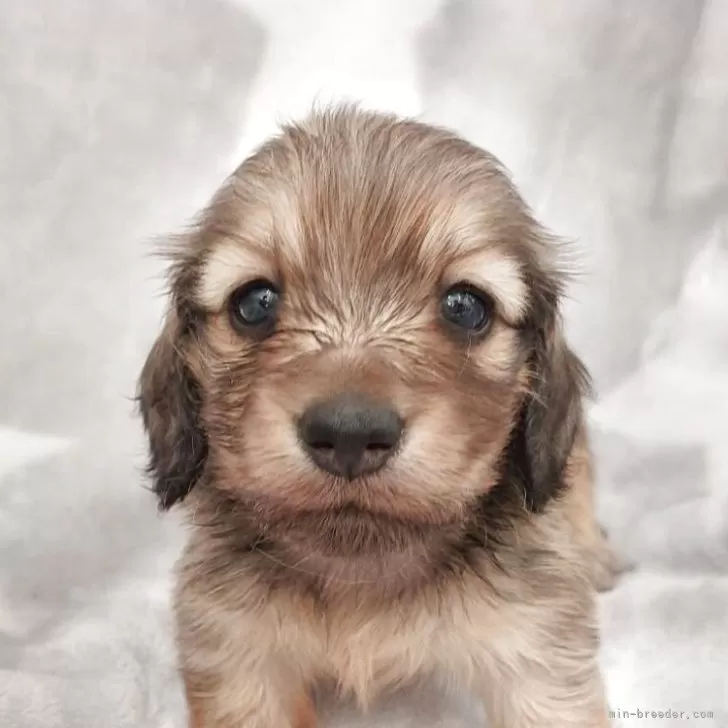 ID：2506-07807の子犬