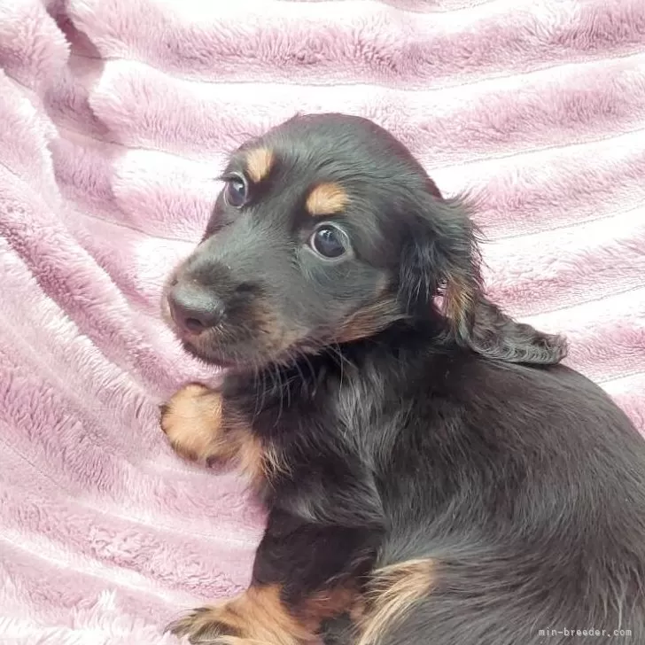 ふらわあ 様のお迎えした子犬