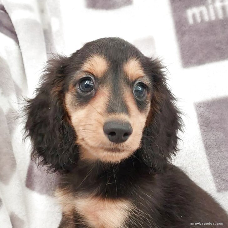 ブリーダー画像