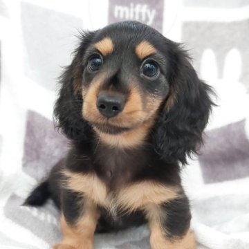 ミニチュアダックスフンド(ロング)【徳島県・男の子・2025年5月11日・ブラック&タン】の写真「両親ＪＫＣチャンピオン」