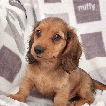 ミニチュアダックスフンド(ロング)【徳島県・男の子・2025年9月4日・シェーデッドレッド】の写真「父インターチャンピオン母ＪＫＣチャンピオン」