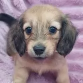 ミニチュアダックスフンド(ロング)【徳島県・女の子・2025年1月8日・シェーデッドイエロー】の写真1