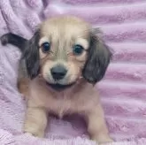 ミニチュアダックスフンド(ロング)【徳島県・女の子・2025年1月8日・シェーデッドイエロー】の写真6