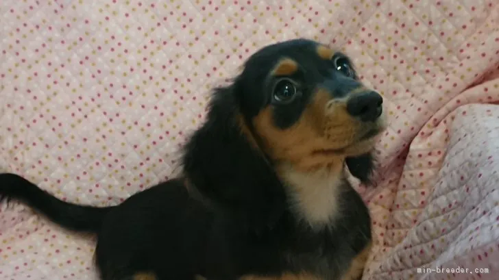 ID：1806-01513の子犬