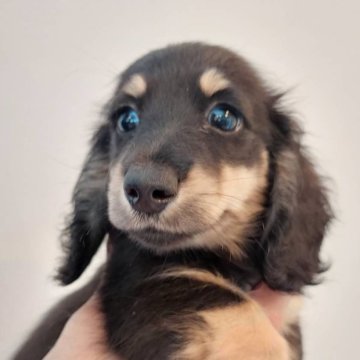 ミニチュアダックスフンド(ロング)【徳島県・女の子・2024年5月30日・ブラック&イエロー】の写真「ＰＲＡクリア。可愛い女の子。」