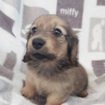 ミニチュアダックスフンド(ロング)【徳島県・女の子・2024年5月30日・シェーデッドイエロー】の写真「ＰＲＡクリア。可愛い女の子。」