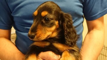 ミニチュアダックスフンド(ロング)【徳島県・女の子・2021年9月4日・ブラック&タン】の写真「両親ＪＫＣチャンピオン」