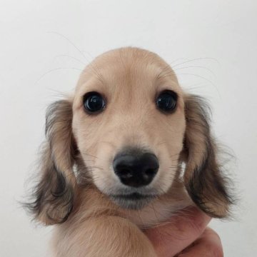 ミニチュアダックスフンド(ロング)【徳島県・男の子・2024年2月9日・シェーデッドイエロー】の写真「かわいい男の子。」