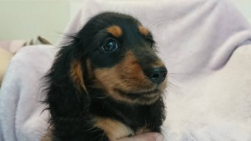 ミニチュアダックスフンド(ロング)【徳島県・男の子・2020年4月27日・ブラック&タン】の写真「両親チャンピオン」