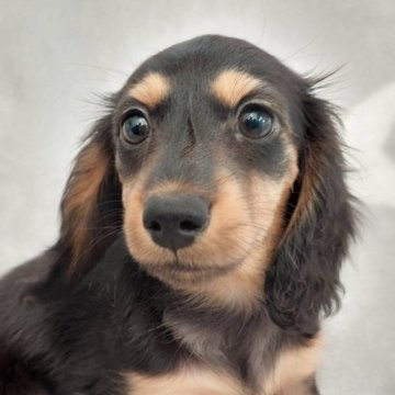 ミニチュアダックスフンド(ロング)【徳島県・女の子・2023年12月29日・ブラック&タン】の写真「両親ＪＫＣチャンピオン」