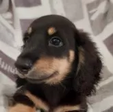 ミニチュアダックスフンド(ロング)【徳島県・男の子・2024年5月30日・ブラック&イエロー】の写真4