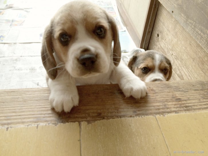 当犬舎のビーグルです♡｜大河原　亜矢子(おおかわら　あやこ)ブリーダー(群馬県・ビーグルなど・JKC登録)の紹介写真1