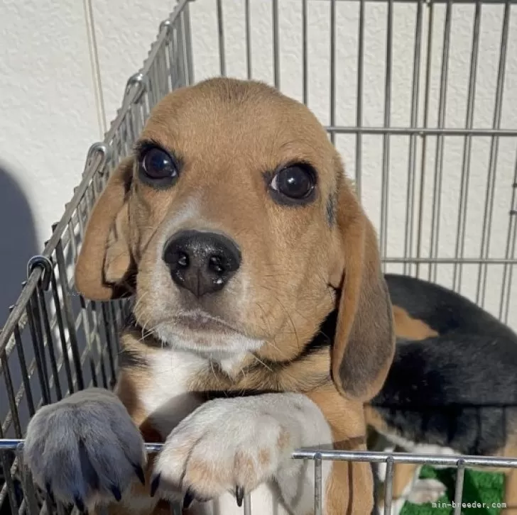 ID:2502-05837の子犬