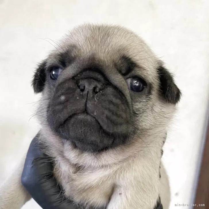 パグ【群馬県・女の子・2025年11月3日・フォーン】の写真1