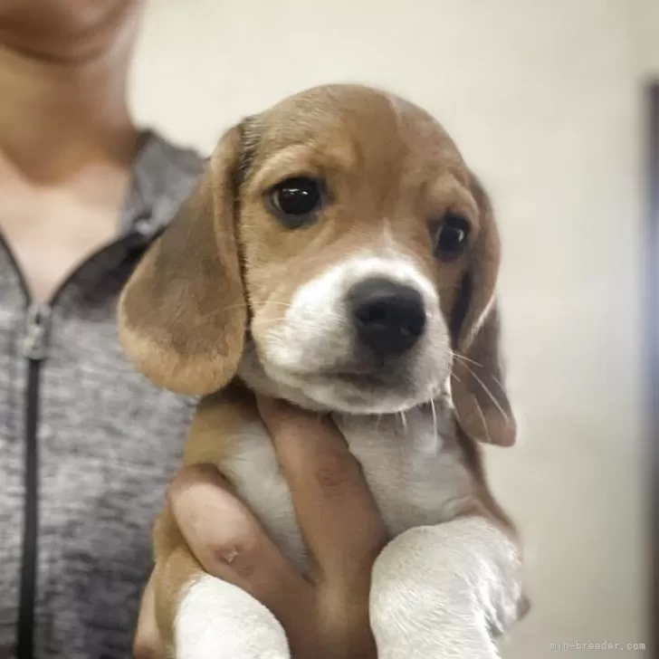 ゆか 様のお迎えした子犬