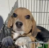 ビーグル【群馬県・男の子・2024年6月24日・ブラックタン&ホワイト】の写真1