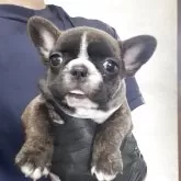フレンチブルドッグ