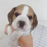 ビーグル