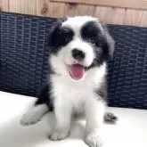 ボーダーコリー