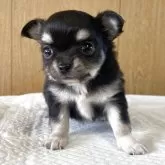 チワワ(ロング)