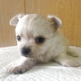 チワワ(ロング)